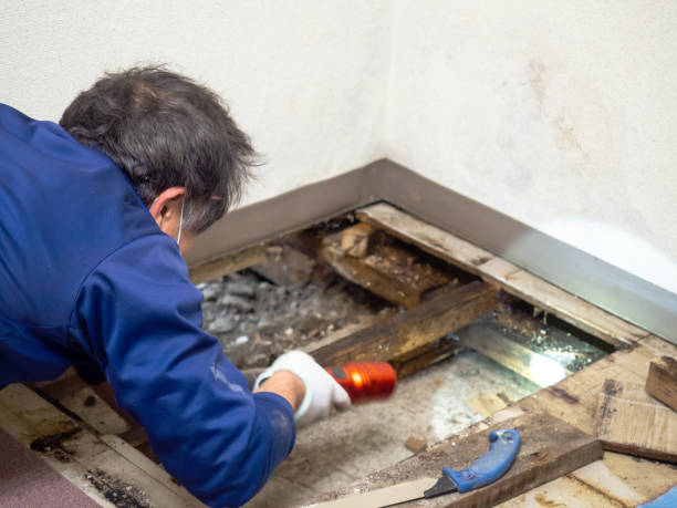Best Commercial Mold Removal  in Calumet, PA