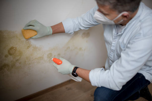 Home Mold Removal in Calumet, PA