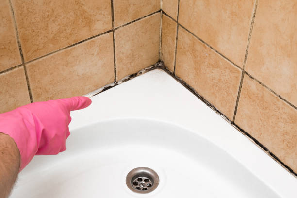 Best Attic Mold Removal  in Calumet, PA
